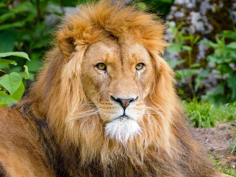 Perth Zoo Western Australia