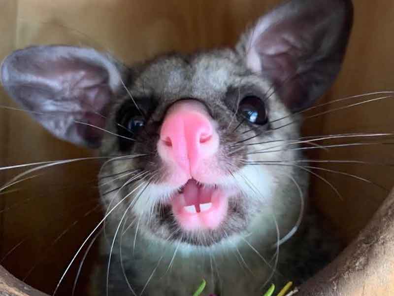 Possum Valley Animal Sanctuary Western Australia