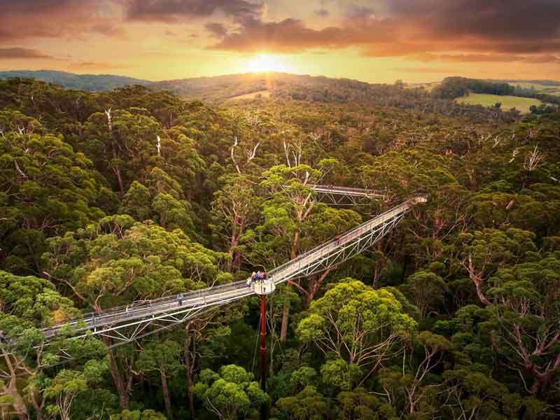 Valley of the Giants Tree Top Walk