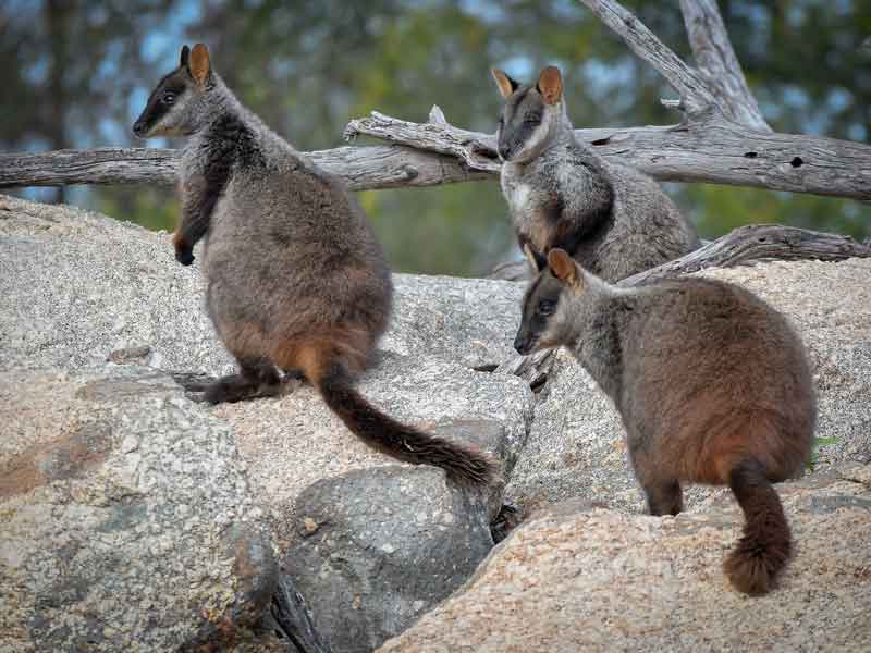 Wadderin Wildlife Sanctuary Western Australia
