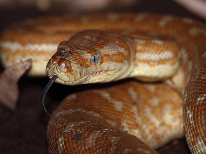 West Australian Reptile Park